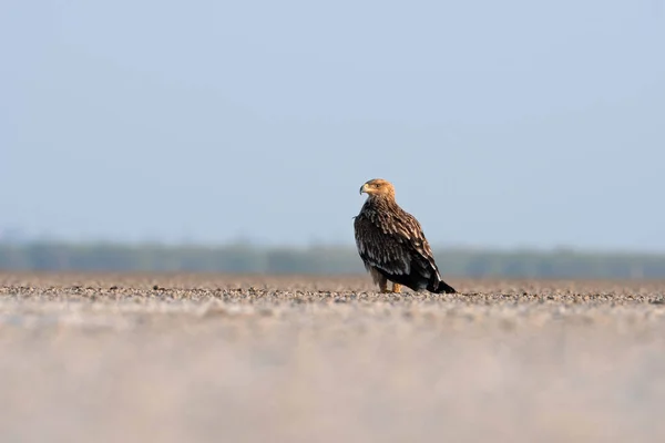 Águila Imperial Oriental Aquila Heliaca Rancho Pequeño Kutch Gujarat India — Foto de Stock