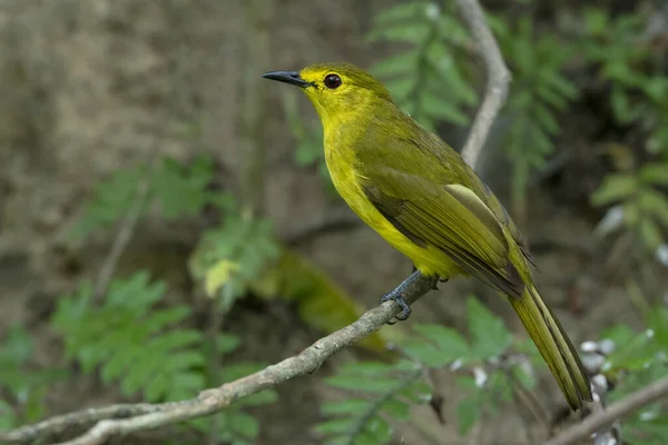 Yellow Browed Bulbul Acritillas Indica Salim Ali Vogelschutzgebiet Kerala Indien — Stockfoto