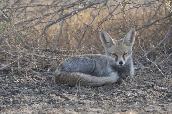 Renard Désert Vulpes Zerda Petite Ferme Kutch Gujarat Inde — Photo