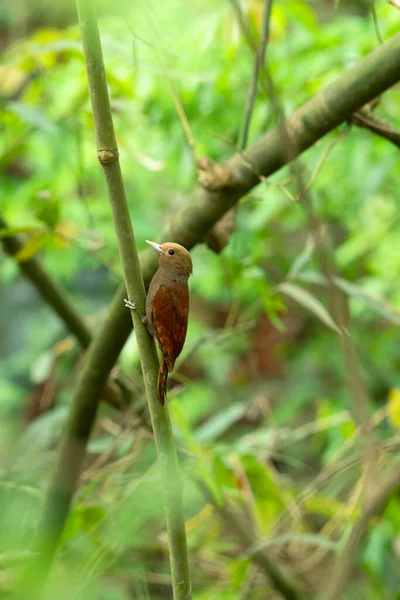 Solgun Başlı Ağaçkakan Gecinulus Grantia Garbhanga Orman Rezervi Guwahati Assam — Stok fotoğraf