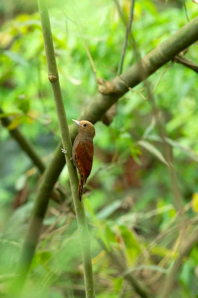 Pájaro Carpintero Cabeza Pálida Gecinulus Grantia Reserva Forestal Garbhanga Guwahati —  Fotos de Stock