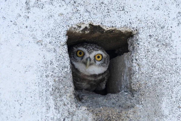 Spotted Owlet Athene Brama Blackbuck National Park Velavadar Gujarat India — Stock Photo, Image