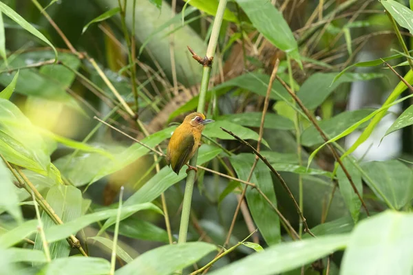 Fehérszemű Tüske Sasia Ochracea Garbhanga Forest Reserve Guwahati Assam India — Stock Fotó