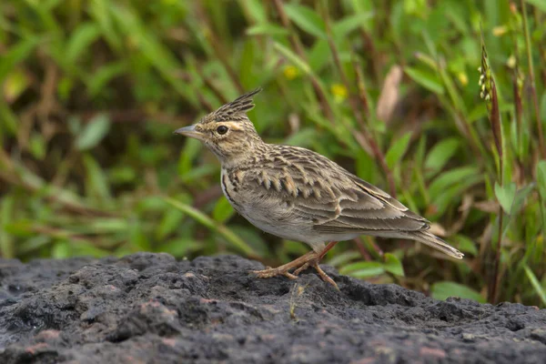 Malabar Pacsirta Vagy Malabar Crested Pacsirta Galerida Malabarica Endémiás Kaas — Stock Fotó