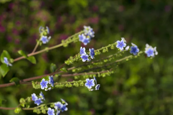 Nisurdi Oder Paracaryopsis Coelestina Kaas Plateau Maharshtra Indien — Stockfoto