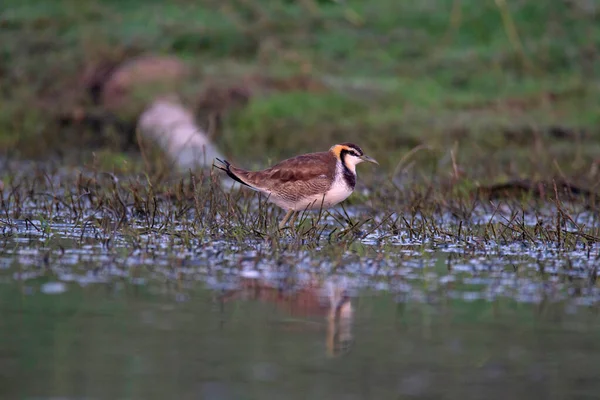 Fácánfarkú Jacana Hydrophasianus Chirurgus India — Stock Fotó