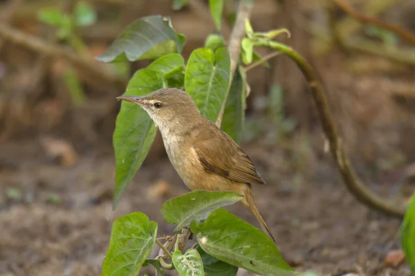 Sångare Med Eurasiatiskt Rörblad Eller Rörblad Acrocephalus Scirpaceus — Stockfoto