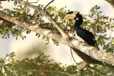 Malabar Pied Hornbill, Anthacoceros Coronatus, Dandeli, Karnataka, Hindistan