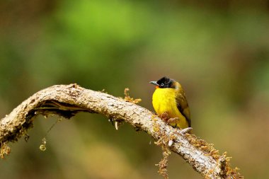 Alev Boğazı Bulbul, Pycnonotus gularis, Ganeshgudi, Karnataka, Hindistan