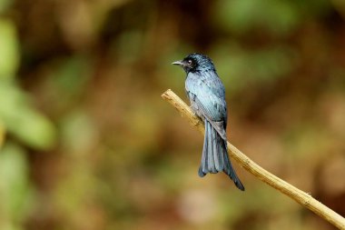 Bronz Drongo, Dicrurus aeneus, Ganeshgudi, Karnataka, Hindistan
