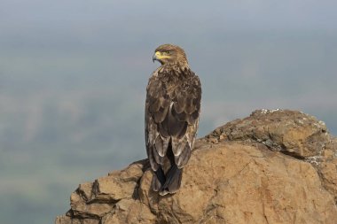 Kuşlar, Kartallar, Konum, Raptorlar, Saswad, Tawny Eagle, Aquila rapax