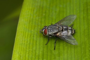 Et sineği, Sarcophaga bercaea, Sarcophagidae, Pune, Maharashtra, Hindistan