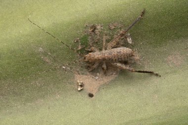Nymph, Microcentrum rhombifolium, Broad leaf Katydid, Pune, maharashtra, Hindistan