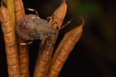 Stinkbug, Erthesina fullo, Pune, Maharashtra, Hindistan
