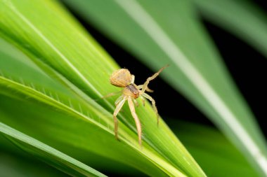 Yengeç Örümceği, Thomisus bodur, Pune, Maharashtra, Hindistan