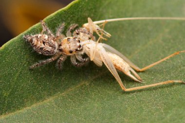 Ağır vücutlu atlayıcı, aynı zamanda yarı bakır kaplı ağır atlayıcı örümcek olarak da bilinir, Hyllus yarı kükürt dişi, Katydid Nemf 'te avlanıyor.