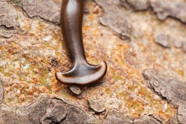 Humbertium sp on bark, Hammer headed slug, Family Bipaliidae clipart