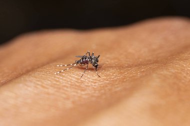 Sıtma, Dang Taşıyıcı, Kadın Anopheles Sivrisinekleri, Isırma