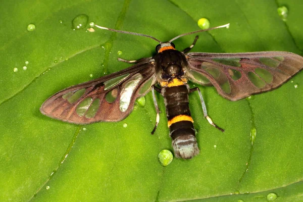 Imaon Handmaiden Moth Syntomoides Imaon Coorg Karnataka India — 图库照片