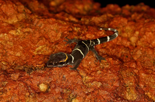 Deccan Banded Gecko Cyrtodactydeccanensis Amboli Ghats Maharashtra India — стоковое фото