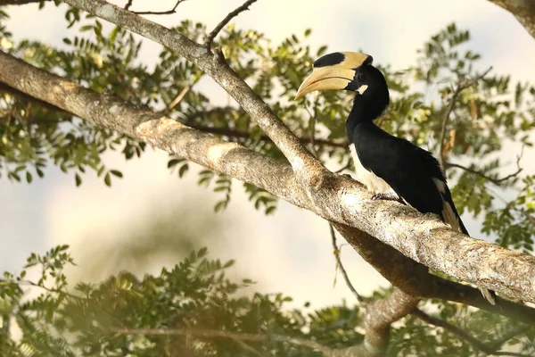 Malabar Pied Hornbill Anthacoceros Coronatus Dandeli Karnataka Indie — Zdjęcie stockowe