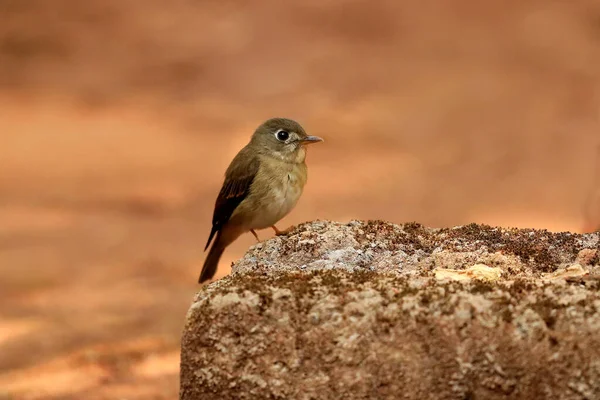 Asian Brown Flycatcher Muscicapa Latirostris Ganeshgudi Karnataka India — Stok Foto