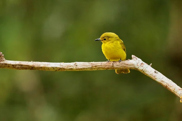 Gele Buulbuul Acritillas Indica Ganeshgudi Karnataka India — Stockfoto