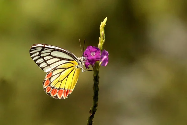 Fælles Jezbel Delias Eucharis Belvai Udupi Karnataka Indien - Stock-foto