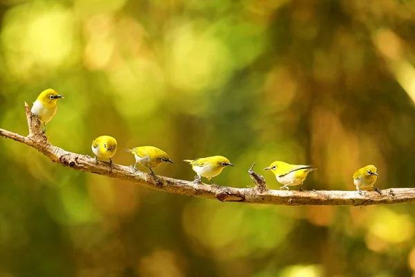 Східне Біле Око Zosaterops Palpebrosus Ganeshgudi Karnataka India — стокове фото