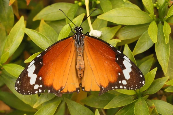 Plain Tiger Butterfly Danaus Chrysippus Hesaraghatta Bangalore Karnataka India — Foto de Stock