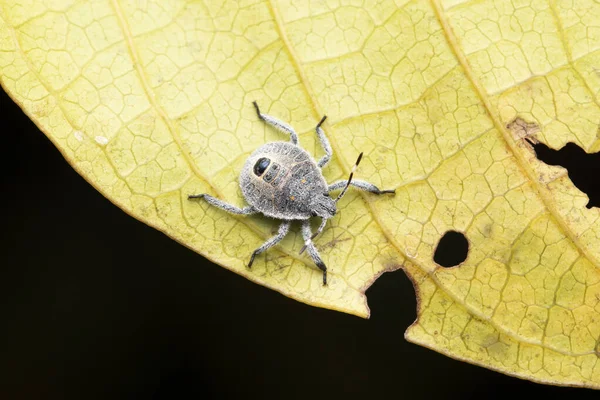 Baby Stink Bug Erthesina Acuminata Pune Maharashtra India —  Fotos de Stock