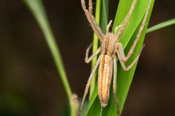 Closeup Monaeses Mukundi Thomisidae Crab Spider Pune Maharashtra India — Stock Photo, Image