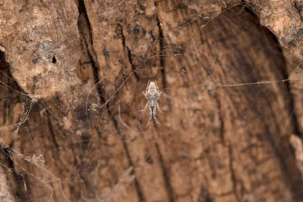 Hackled Mesh Web Spider Uloborus Bigibbosus Uloboridae Pune Maharashtra India — 图库照片