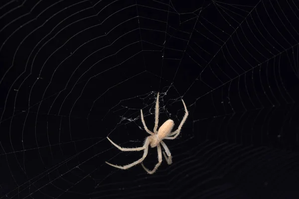 Larinia Directa Ist Eine Art Der Spinnenweberspinne Pune Maharashtra Indien — Stockfoto