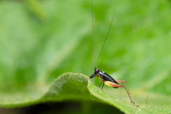 Zijwaarts Van Bush Cricket Trigonidium Humbertianum Pune Maharashtra India — Stockfoto