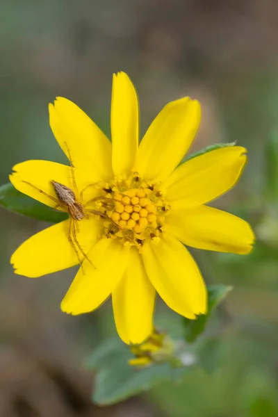 แมงม บนดอกไม เหล ออกซ โตปส แพนก มาฮาราธรา นเด — ภาพถ่ายสต็อก