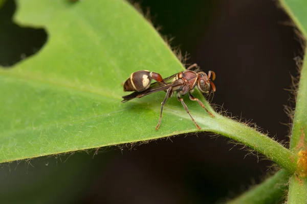 Nymph Red Paper Wasp Ropalidia Marginata Bhimashankar Maharashtra India — 图库照片