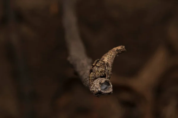 木の切り株のクモ ポリスの列ナリス アラネア科 マハラシュトラ インド — ストック写真