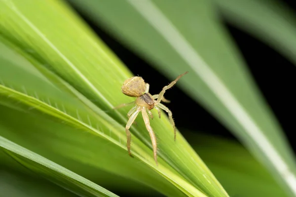 Crab Spider Thomisus Pugilis Pune Maharashtra India — Stock Photo, Image