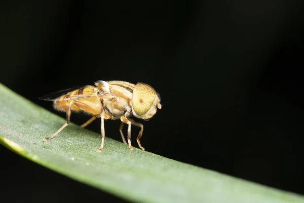 Hoverfly Ojos Salpicados Eristalinus Megacephalus Pune Maharastra India — Foto de Stock