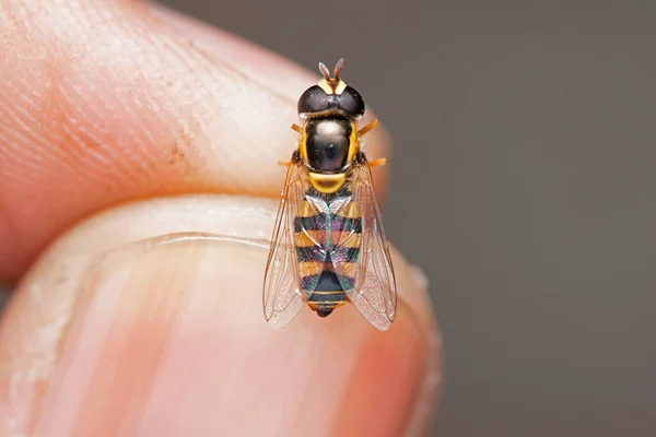 Držení Mrtvého Vznášedla Ruce Eristalis Transversa Syrphidae Pune Mahrashtra India — Stock fotografie