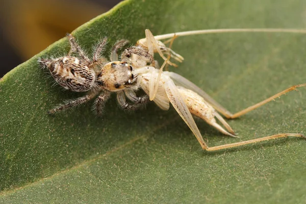 身强体壮的跳投者 也被称为半铜质的重跳蜘蛛 Hyllus Semicupreus雌性在Katydid Nymph上捕猎 — 图库照片