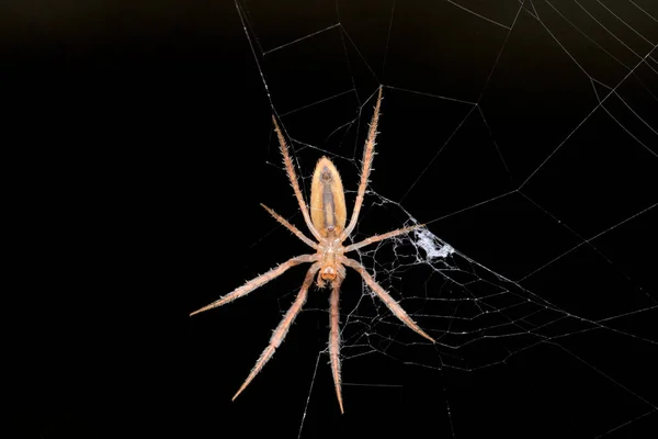 Spider Ventral View Larinia Direta Uma Espécie Orbe Weaver Spider — Fotografia de Stock