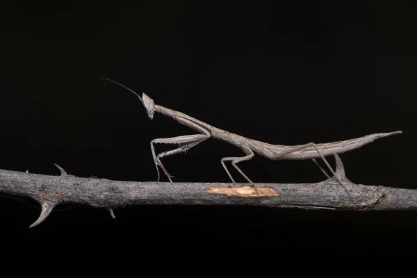 印度Mahatashtra Pune Archimantis Latistyla Stick Mantis — 图库照片