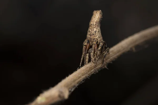 Twig Mimic Spider Poltys Columnaris Araneidae Pune Maharashtra Inde — Photo