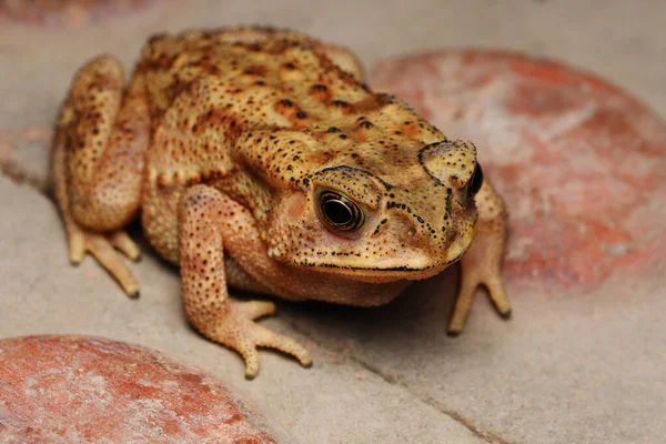 Top Angle Golden Eyes Duttaphrynus Melanostrictus Indian Common Toad Distribution — Stock Photo, Image