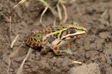 Juvenile Bull kurbağasının yan kanadı - Hoplobatrachus Tigerinus, Güney ve Güneydoğu Asya 'nın Dağıtım-Bataklık Toprakları