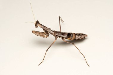 Iris Oratoria, Akdeniz peygamberdevesi veya Iris Mantis, Supa, Maharastra, Hindistan 'ın Sırtı