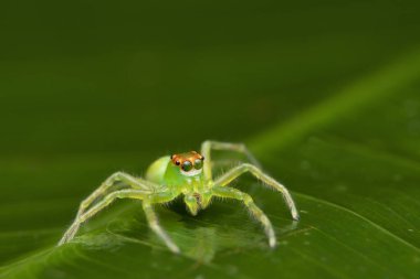 Yeşil Sıçrayan örümcek portresi, Epeus flavobieatus, Aile - Salticidae, Singapur