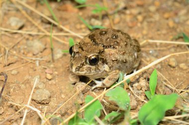 Kurbağa - Sphaerotheca sp, Satara Bölgesi, Maharashtra, Hindistan